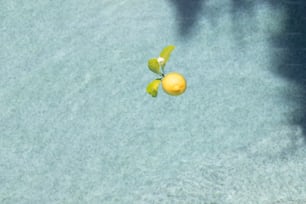 Draufsicht auf einen Zitronenbaum im Wasser
