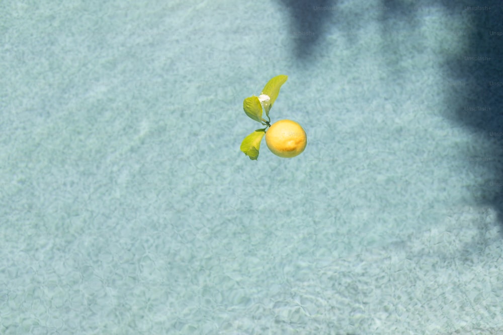 물 속의 레몬 나무의 오버 헤드 뷰