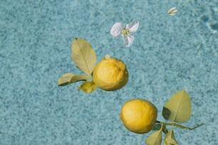 ein paar Zitronen, die auf einem Ast sitzen