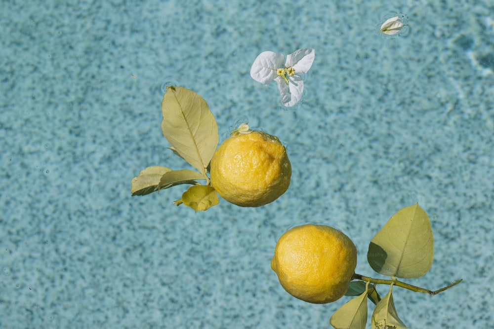 a couple of lemons sitting on top of a tree branch