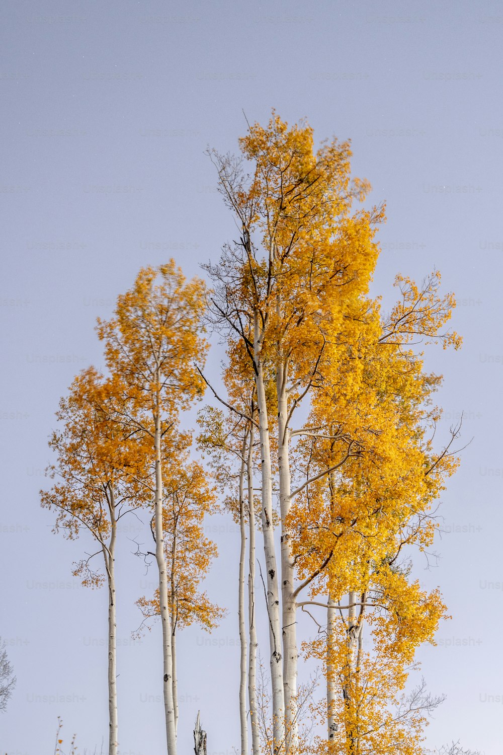 a group of trees with yellow leaves on them