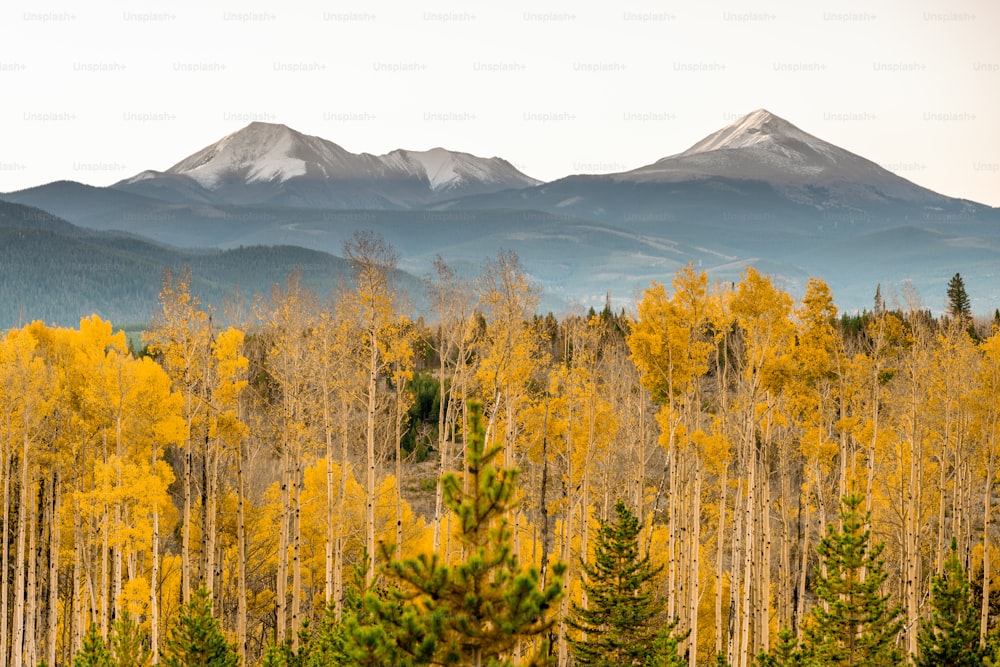 a view of a forest with mountains in the background