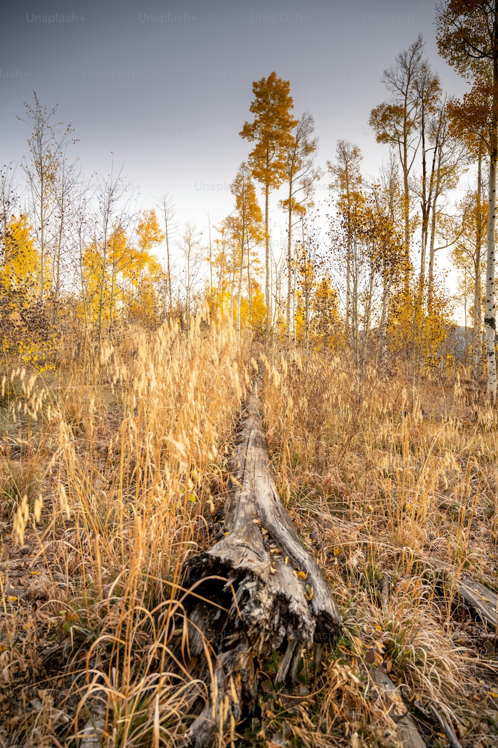 500+ Autumn Images  Download Free Images on Unsplash