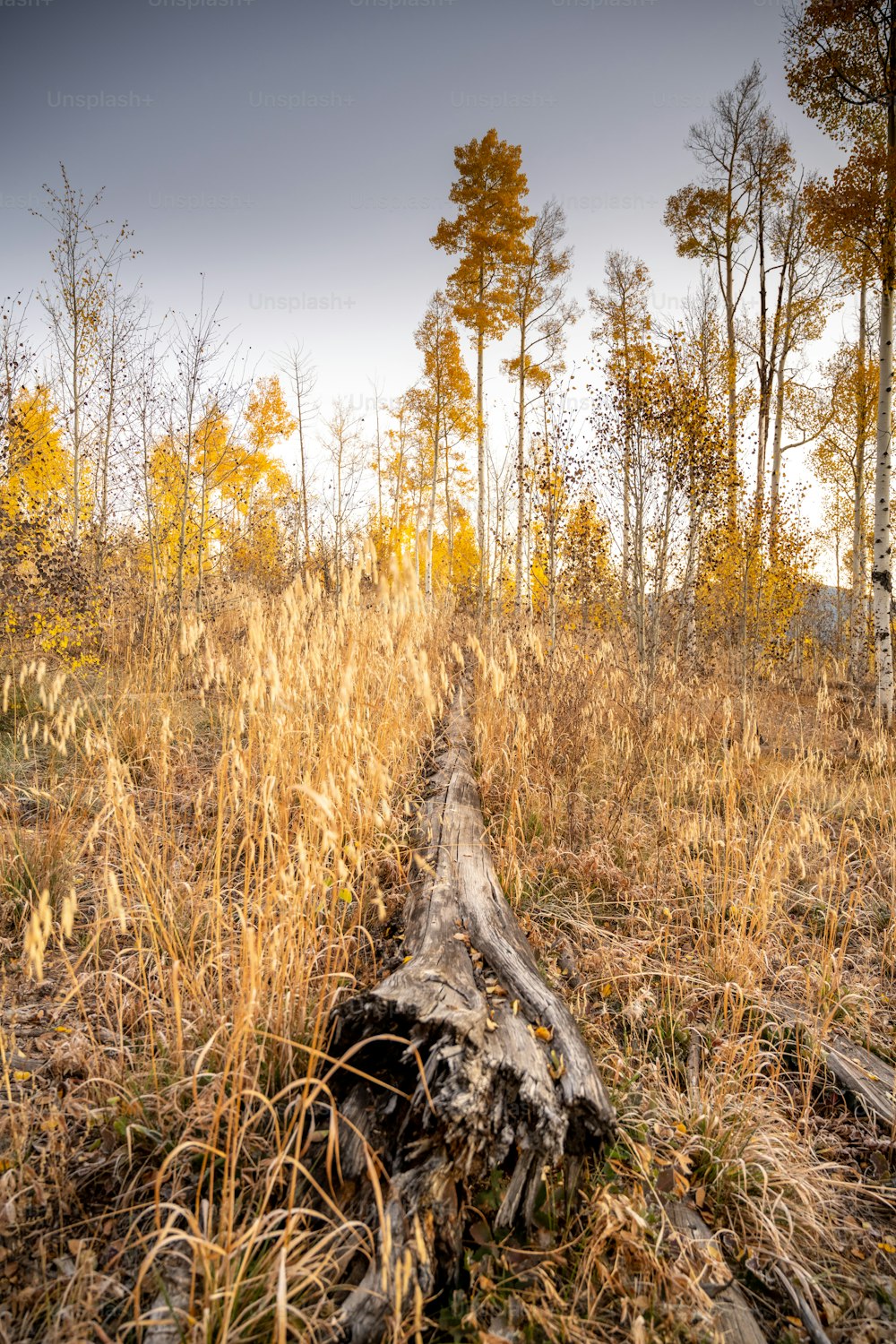 a fallen tree in the middle of a field