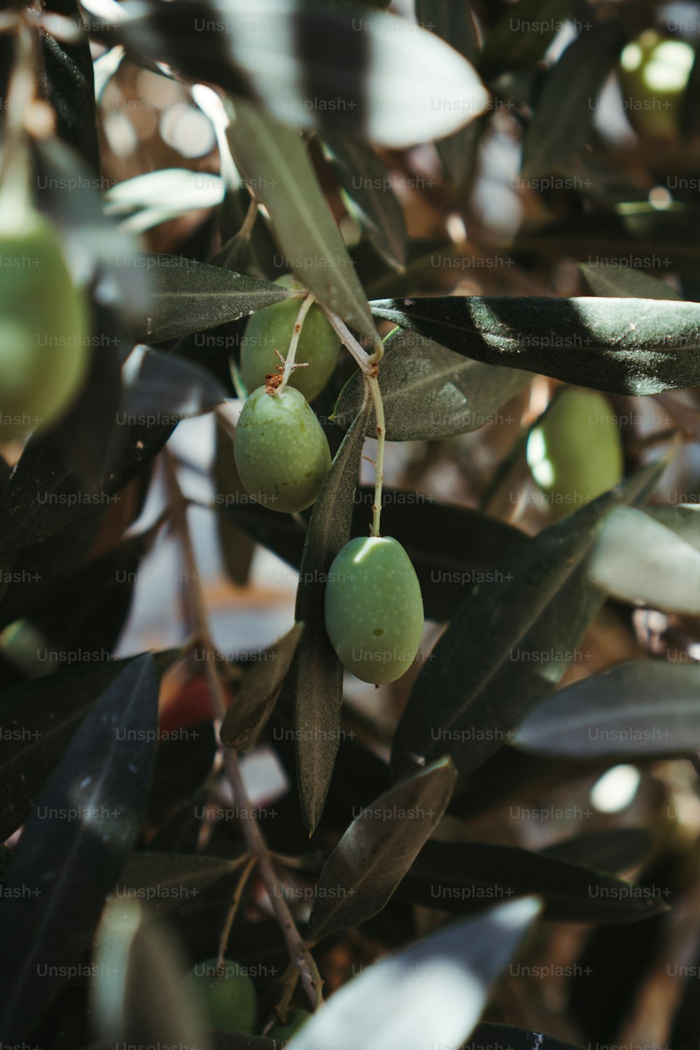 olives growing on an olive tree with leaves