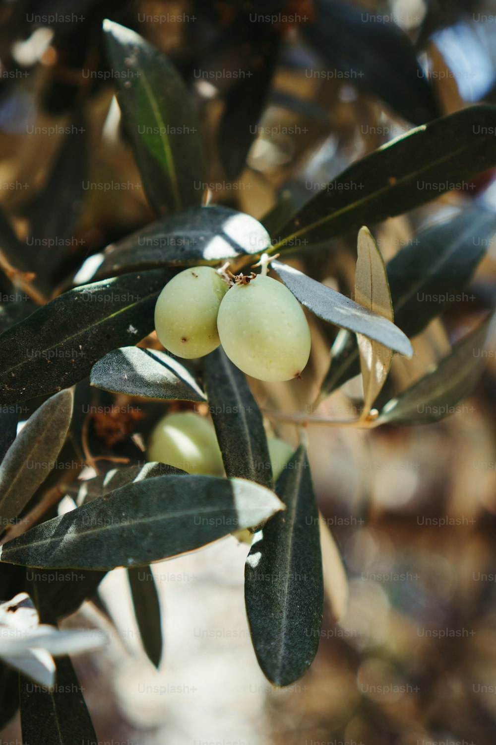 Oliven, die auf einem Olivenbaum mit Blättern wachsen
