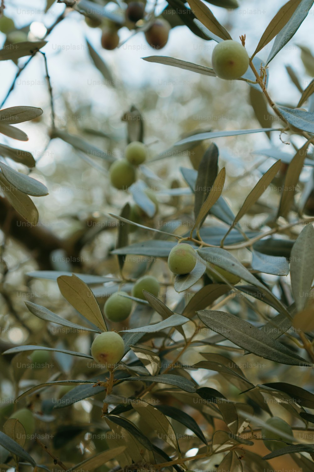 太陽の下でオリーブ��の木に生えているオリーブ