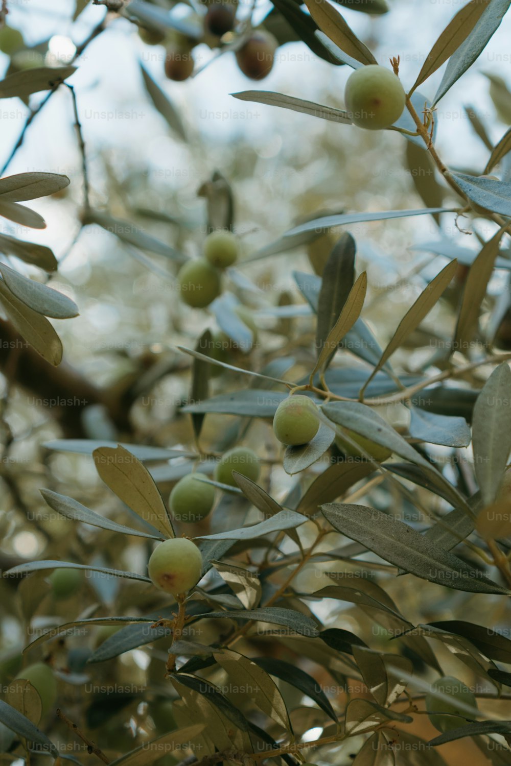 olives growing on an olive tree in the sun