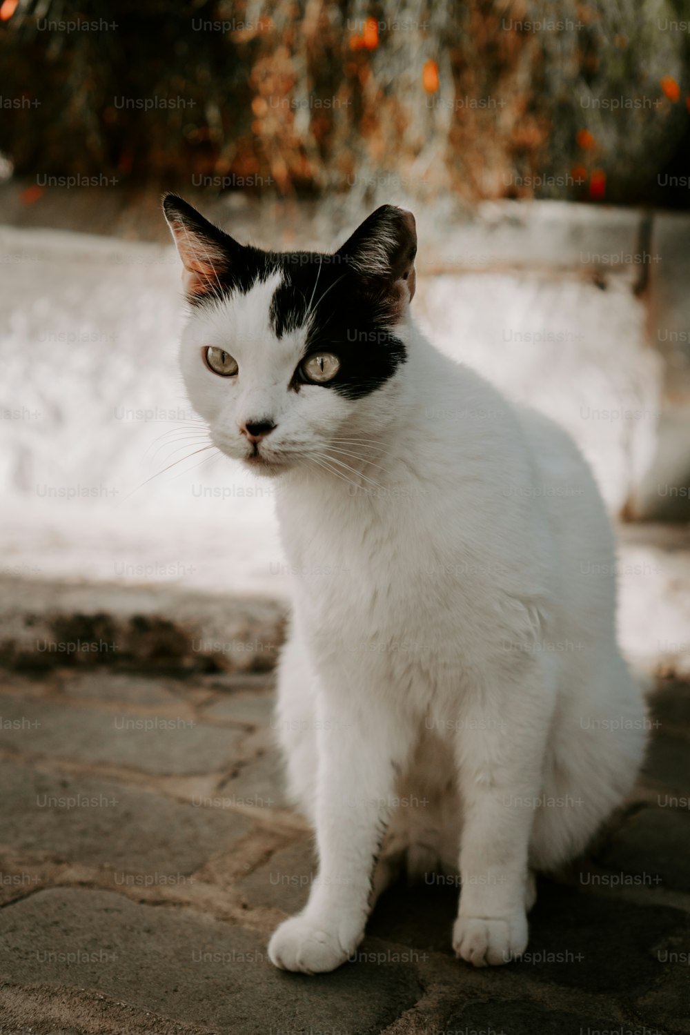a black and white cat sitting on a stone floor