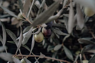 un olivo con aceitunas y hojas