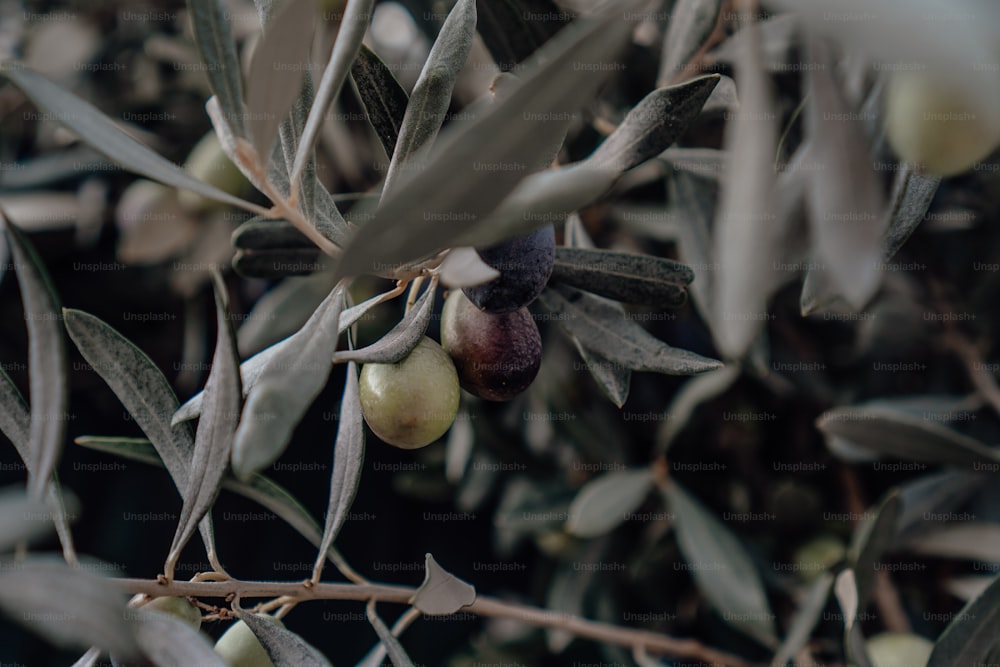 un olivier avec des olives et des feuilles