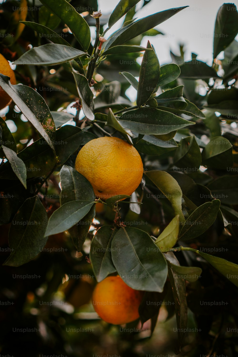 a tree filled with lots of ripe oranges