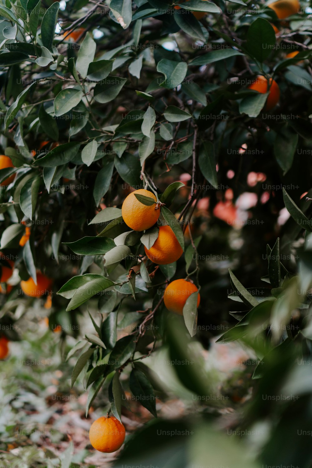 Un arbre rempli de beaucoup d’oranges mûres