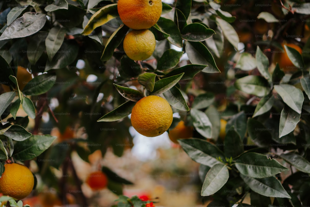 熟したオレンジがたくさん詰まった木