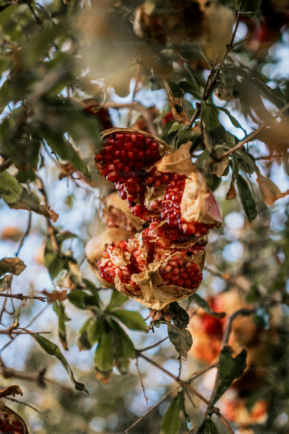 a bunch of fruit hanging from a tree