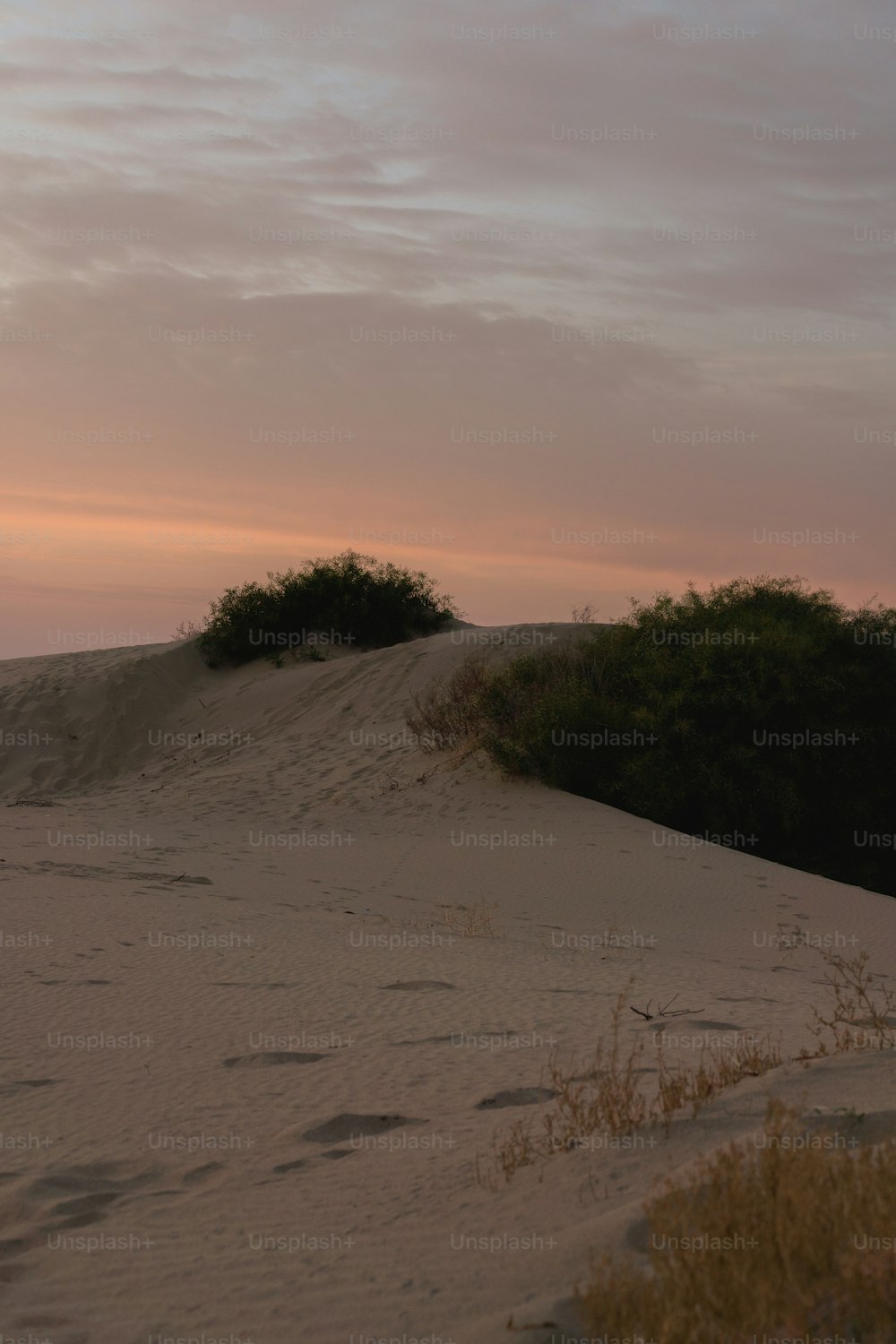 Un albero solitario in cima a una duna di sabbia