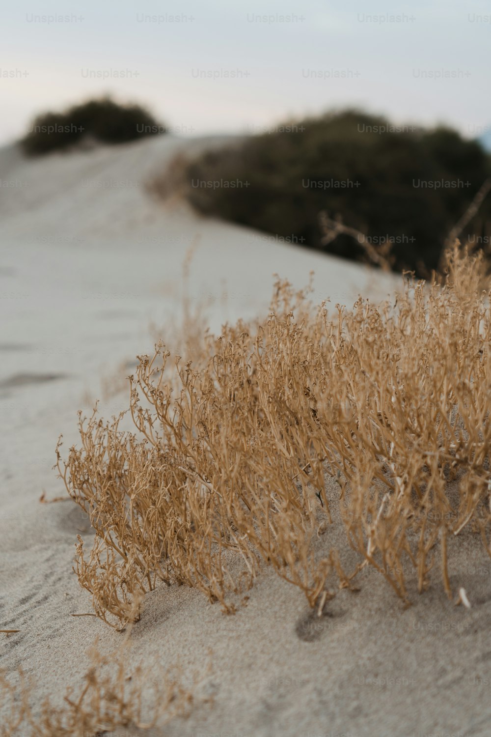 uma planta crescendo da areia em uma praia