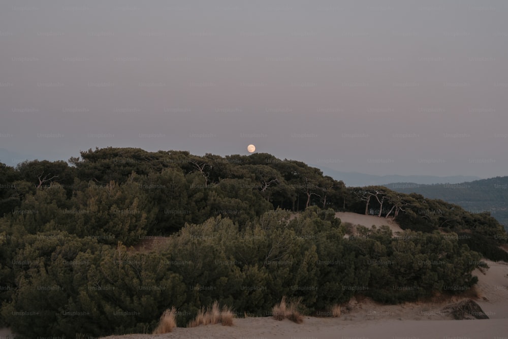 a full moon rising over a forest of trees