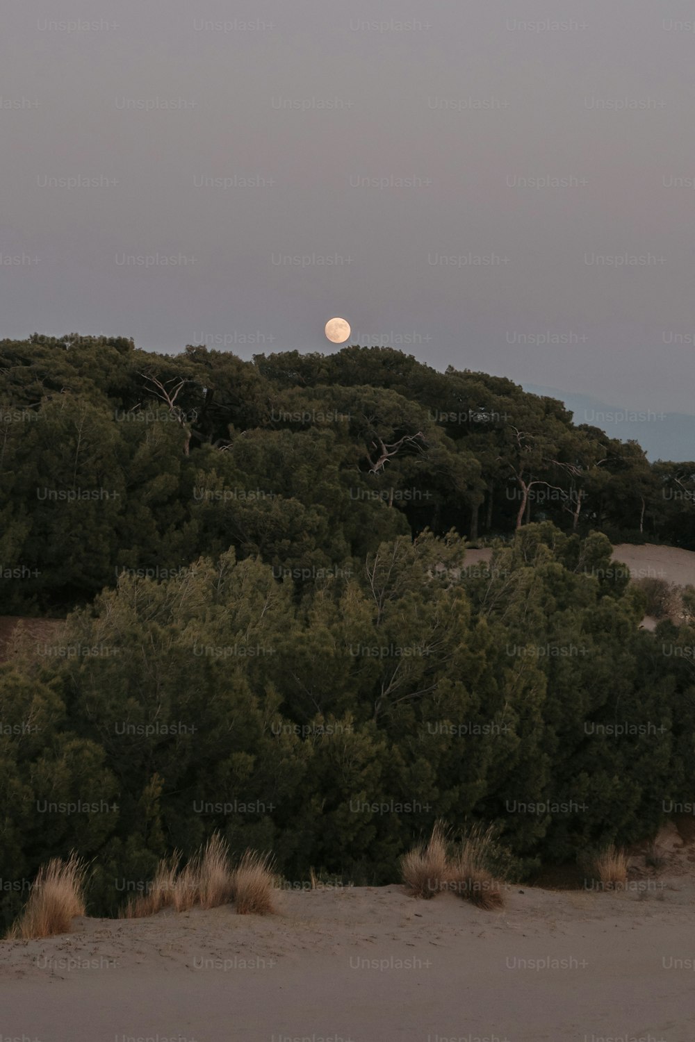 Una luna llena que se eleva sobre un bosque de árboles
