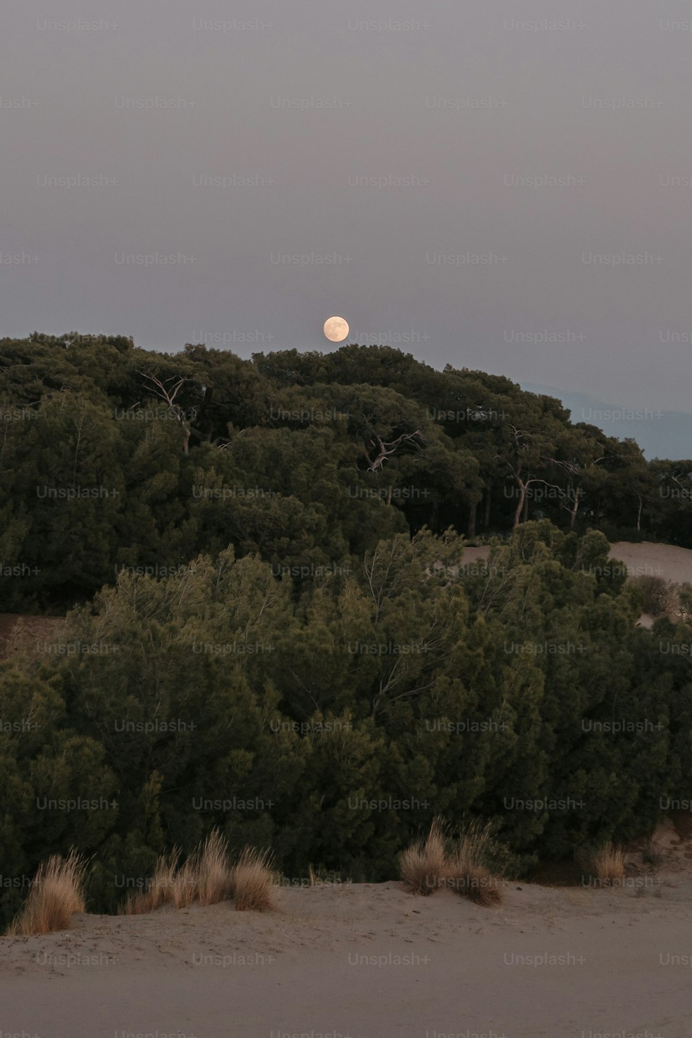 a full moon rising over a forest of trees