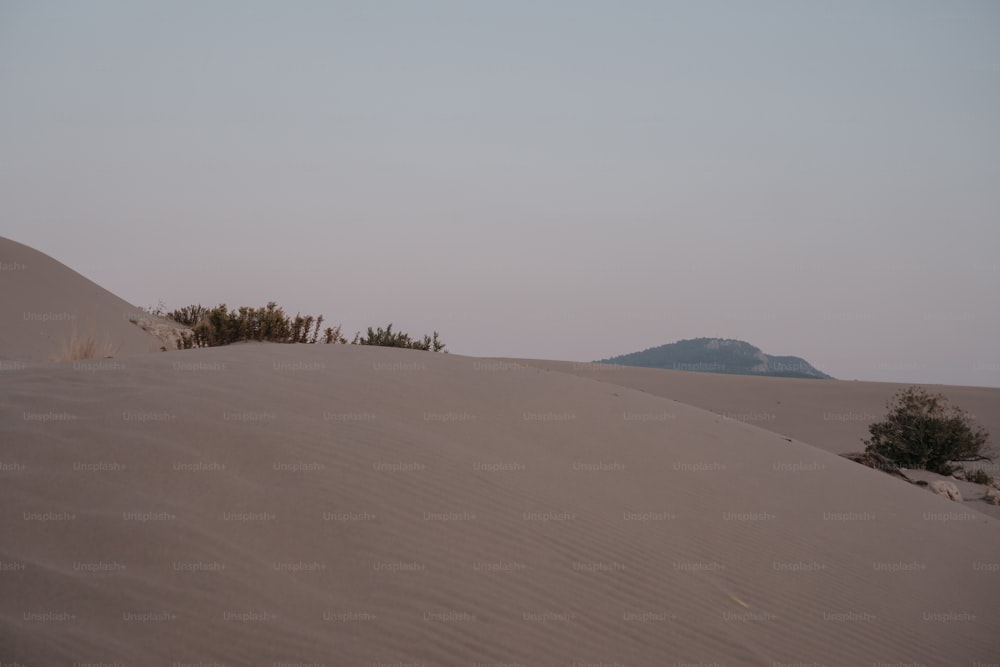 a lone tree in the middle of a desert