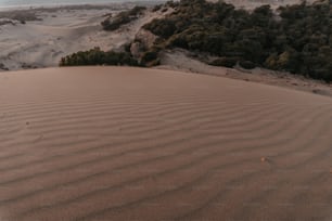 eine Sanddüne mit Bäumen im Hintergrund