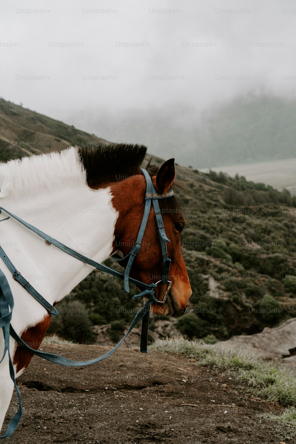 a brown and white horse standing on top of a lush green hillside