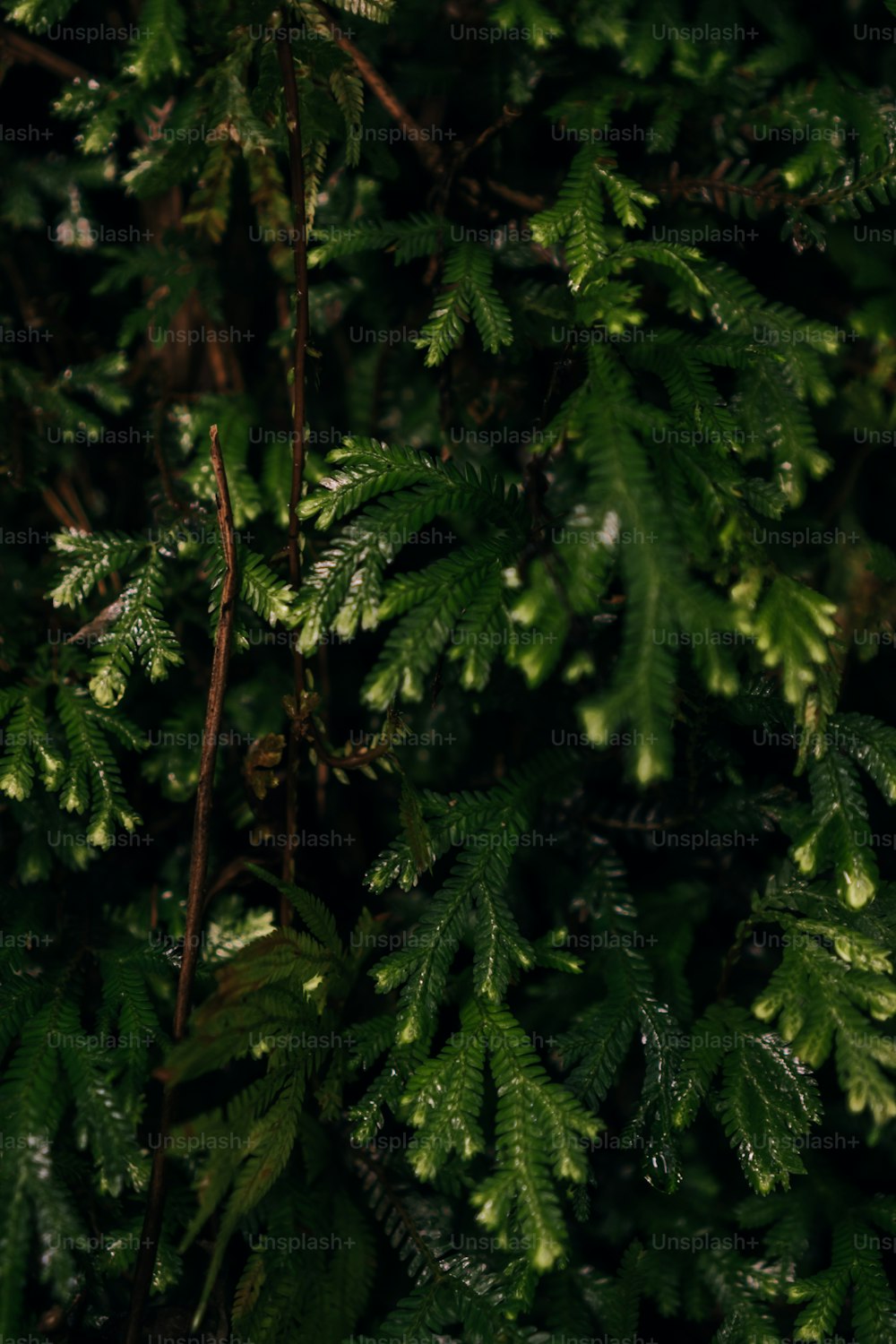 um close up de uma árvore com folhas verdes