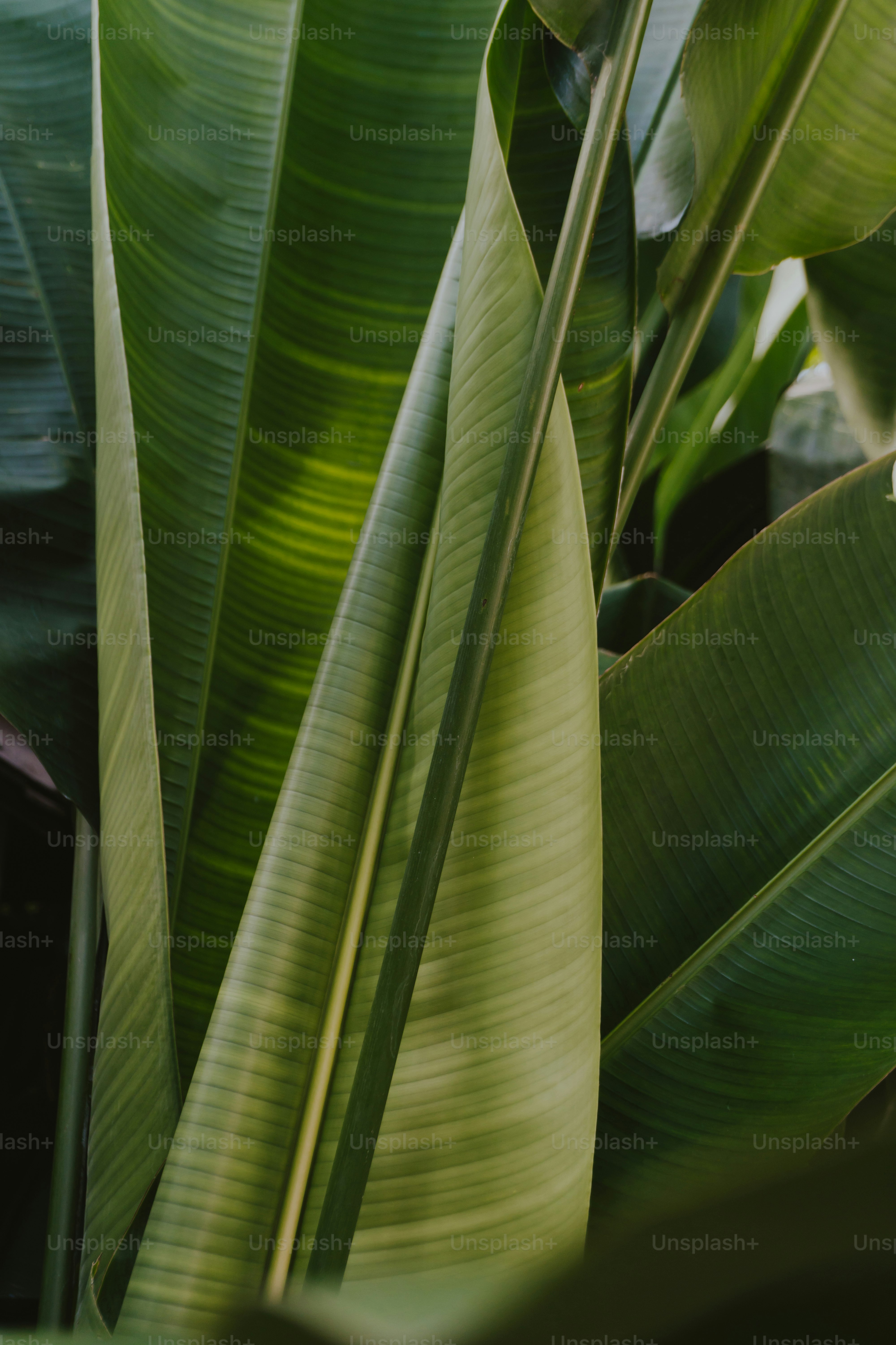 a close up of a green plant with leaves