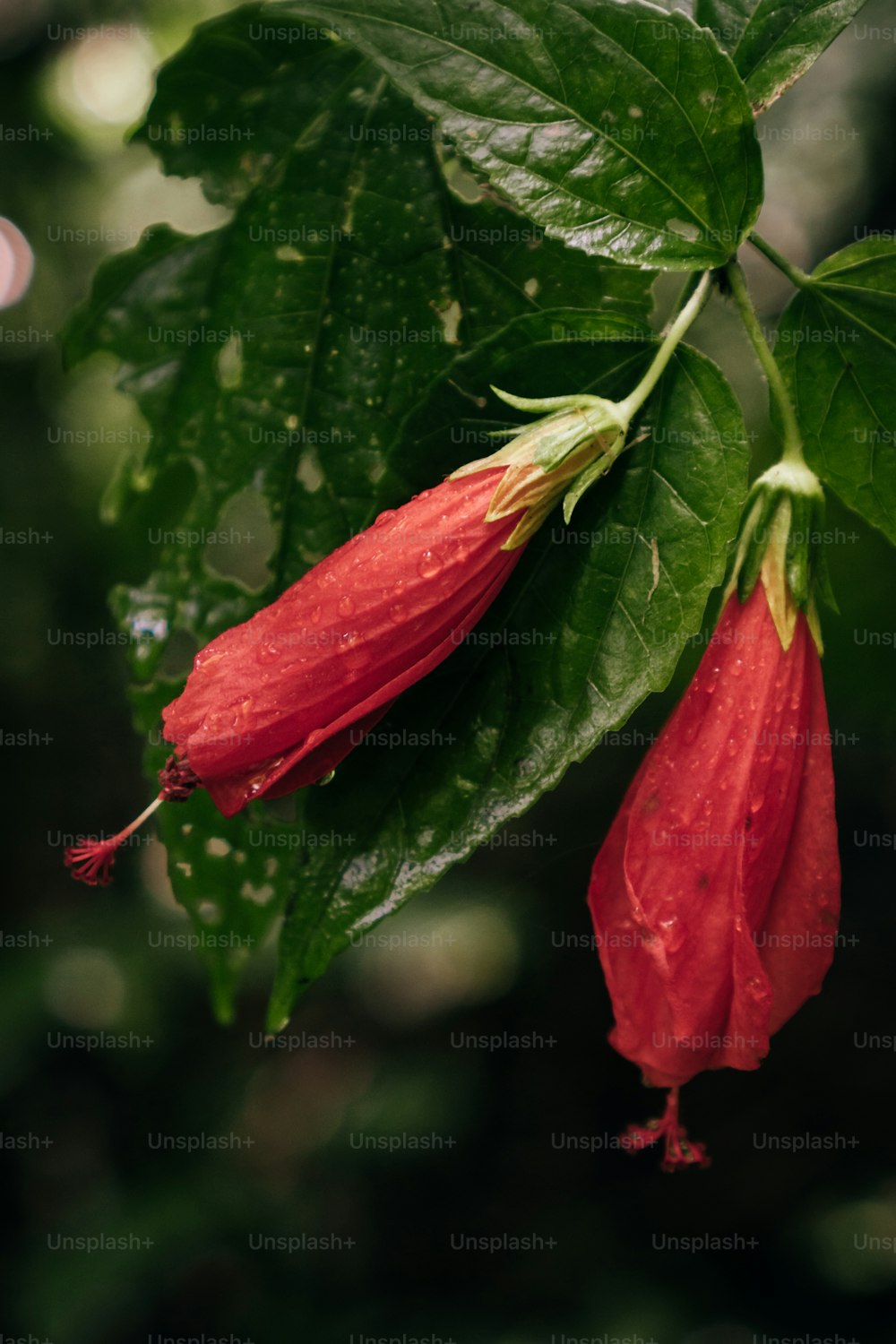 um close up de uma flor vermelha com folhas verdes