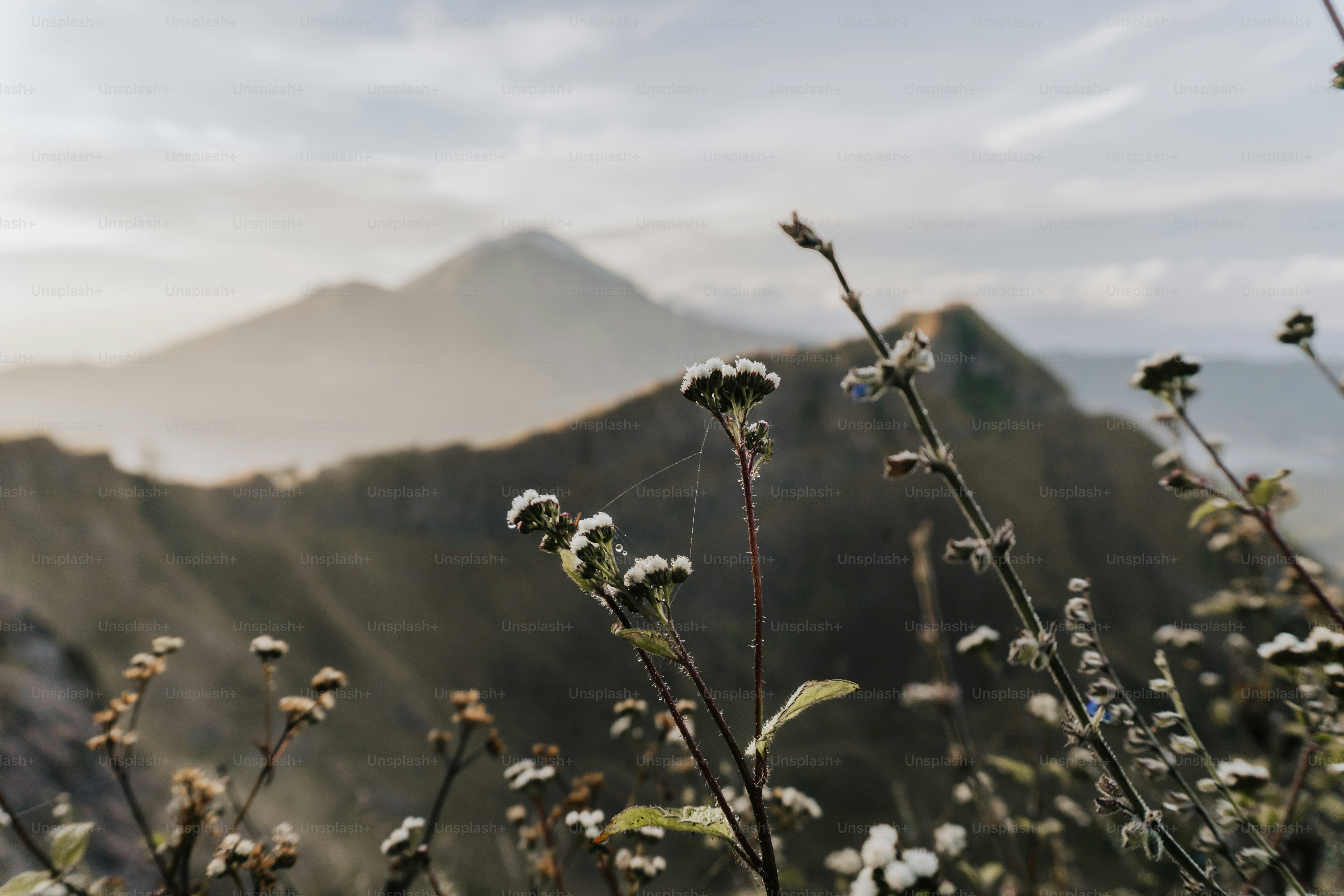 a view of a mountain with flowers in the foreground
