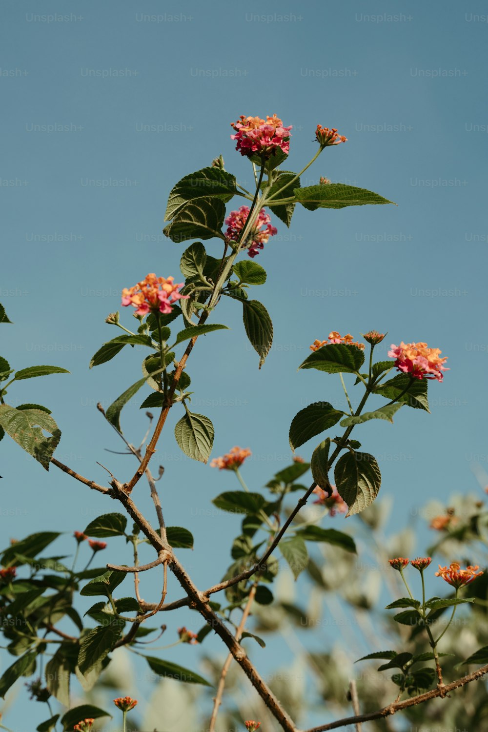 a branch with pink flowers against a blue sky