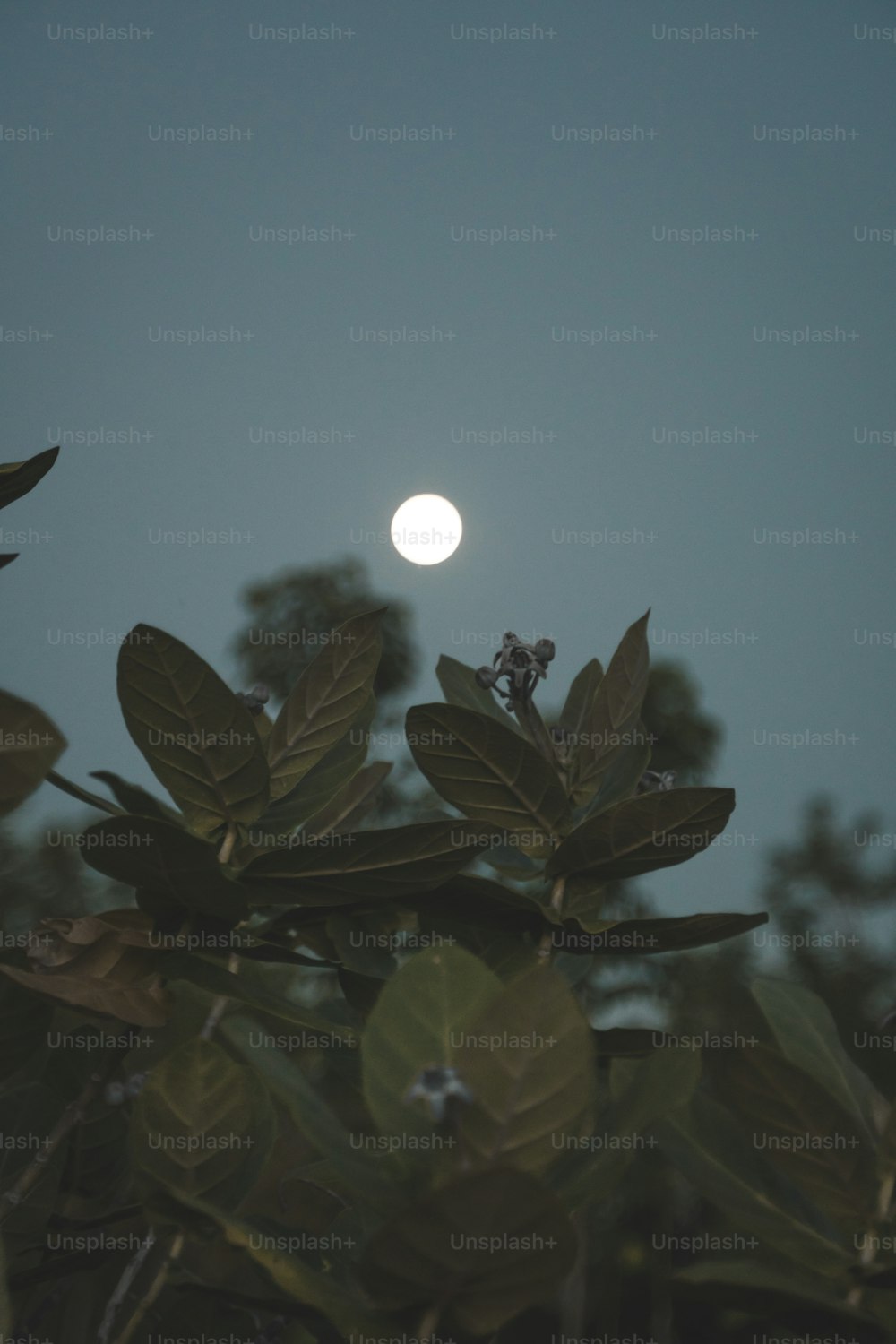 a full moon seen through the leaves of a tree
