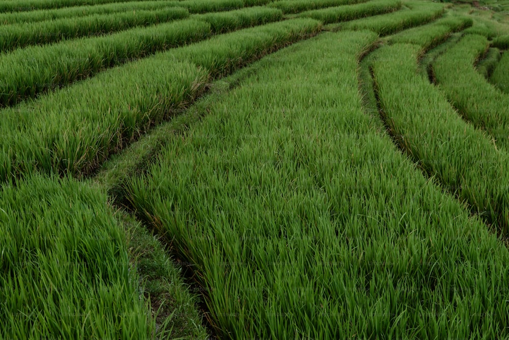 a large field of green grass with a sky background