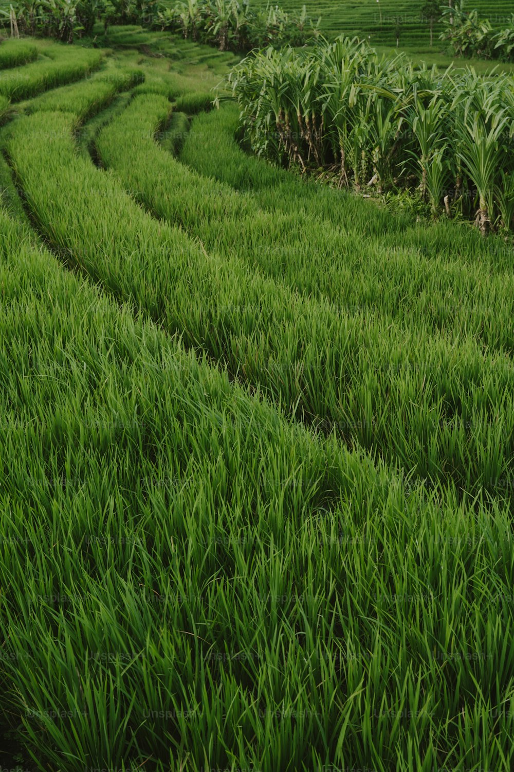 um campo de grama verde com uma linha de árvores no fundo