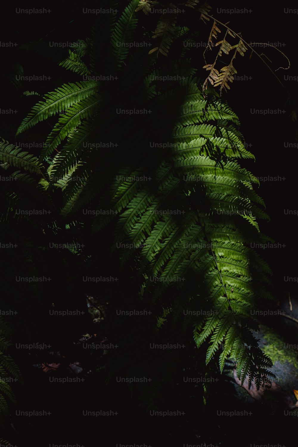 Una gran planta verde con muchas hojas