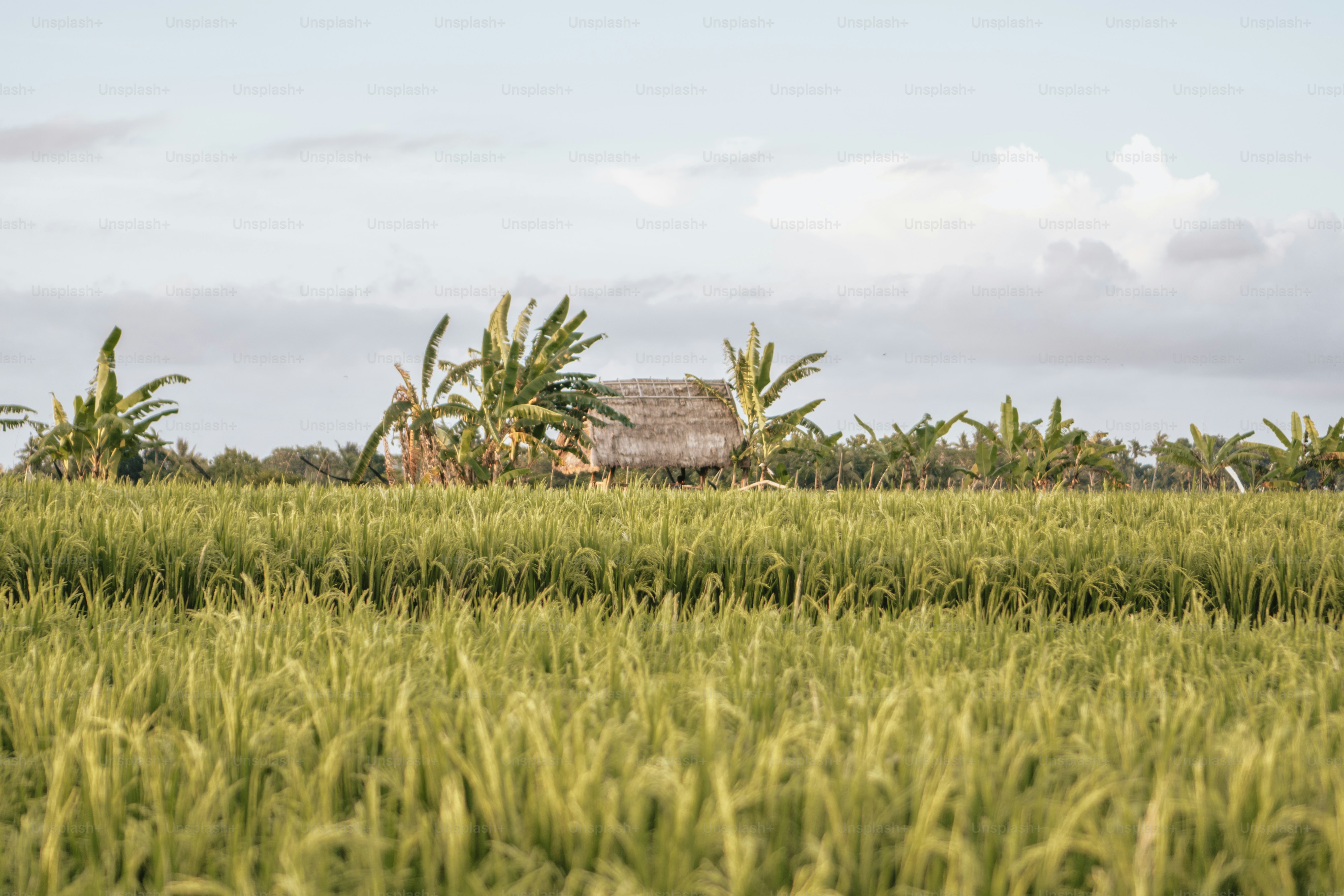 um grande campo de grama verde com uma cabana ao fundo