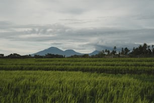 a large field of green grass with mountains in the background