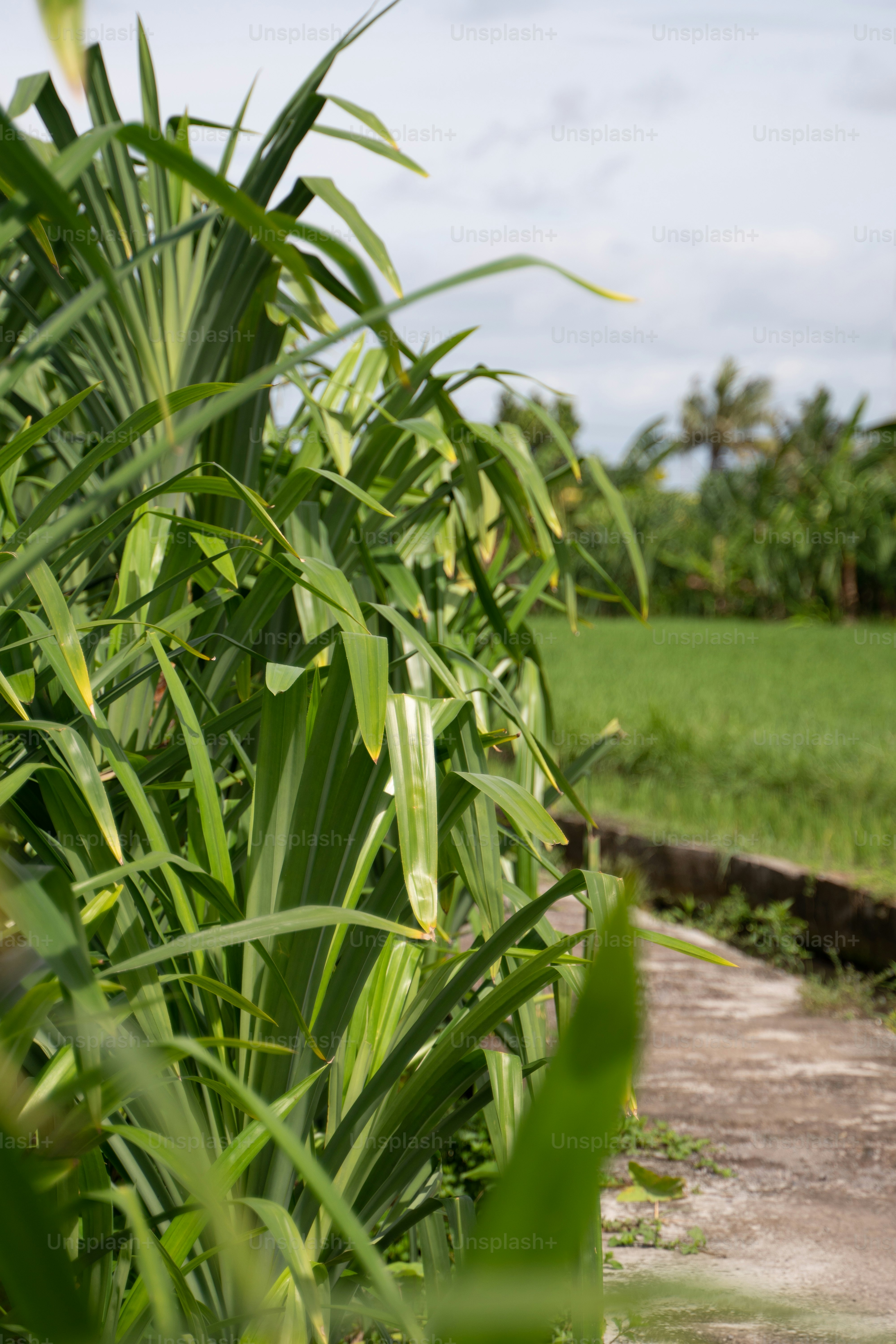 um campo de grama verde ao lado de uma estrada de terra