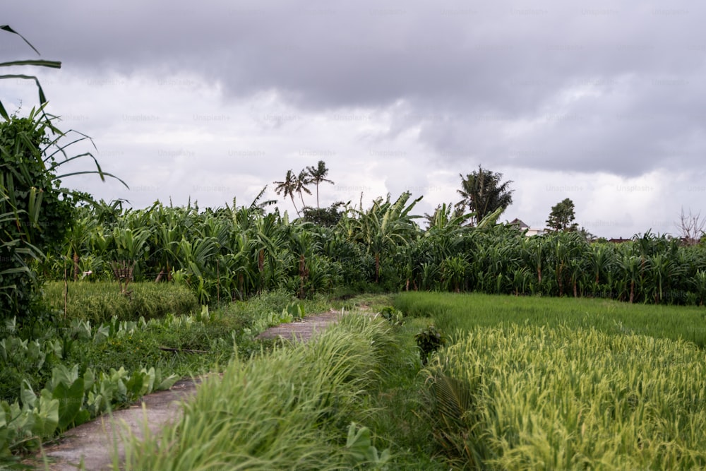 a lush green field next to a dirt road