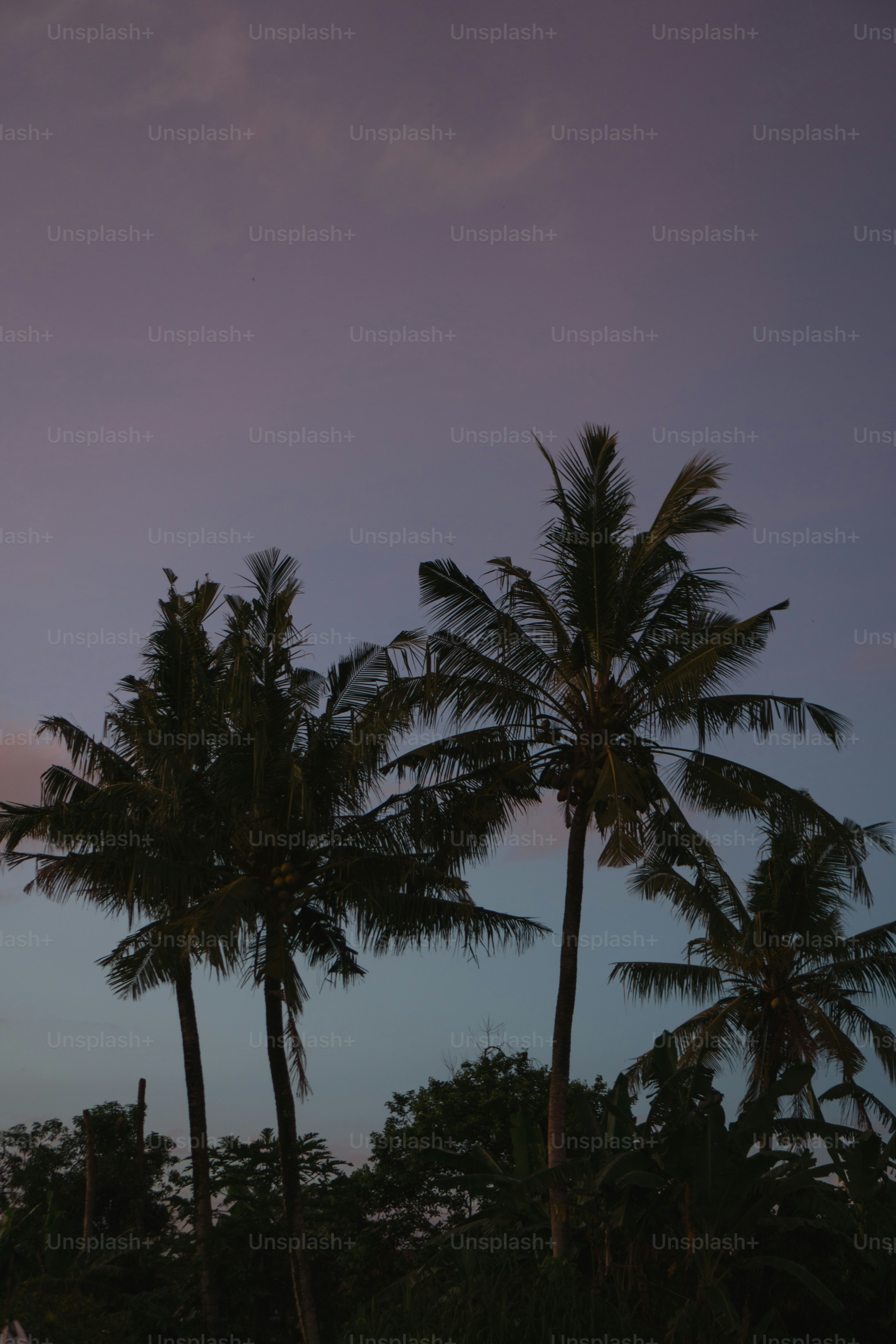 um par de palmeiras que estão um ao lado do outro