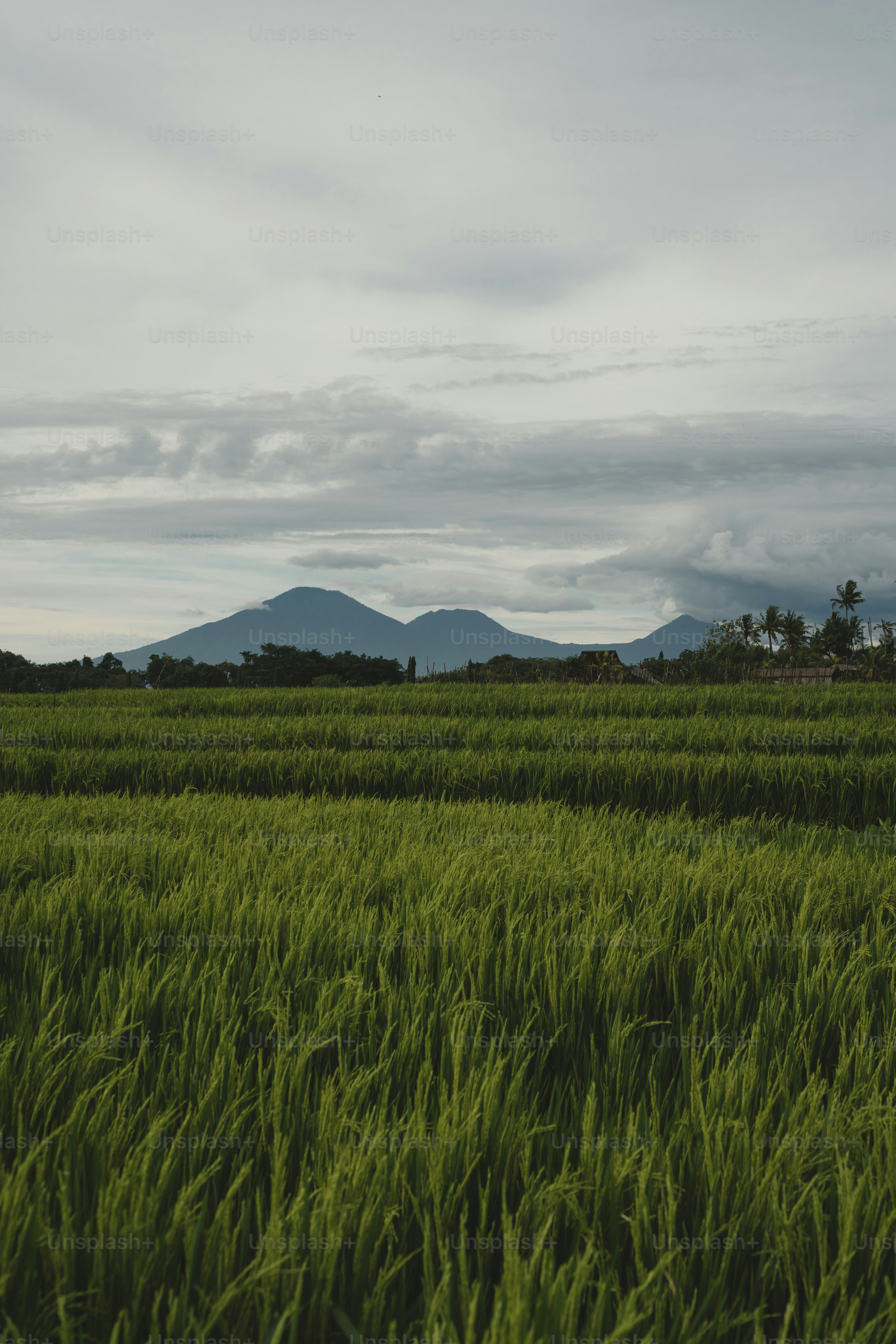 a field of green grass with mountains in the background