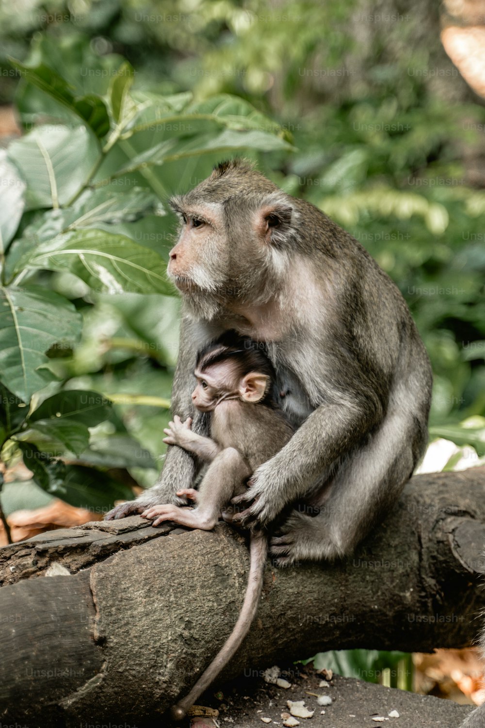 a mother and baby monkey sitting on a tree branch
