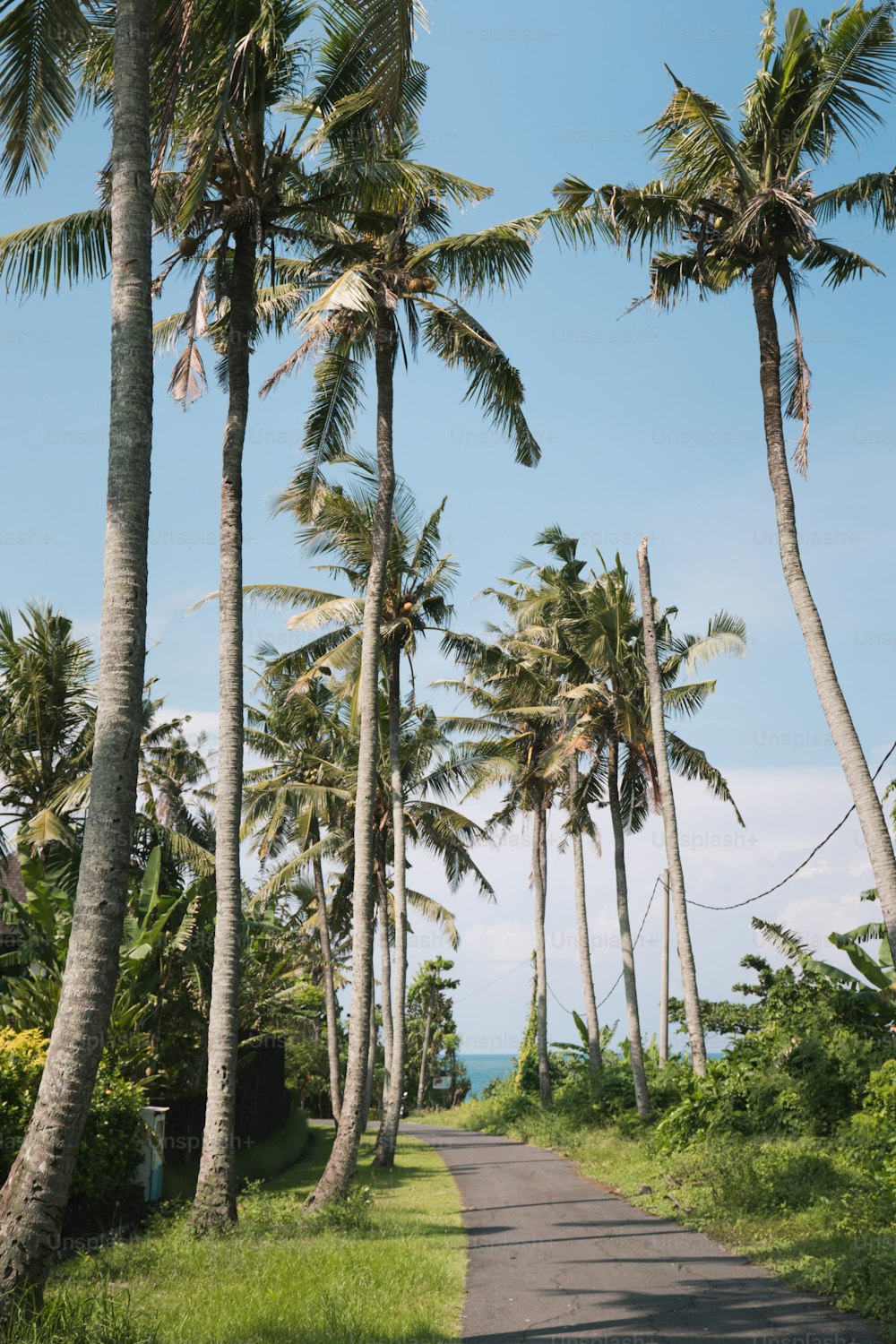 uma estrada cercada por palmeiras em um dia ensolarado