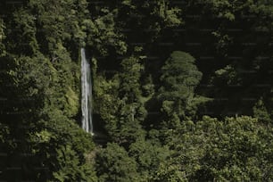 Une cascade au milieu d’une forêt