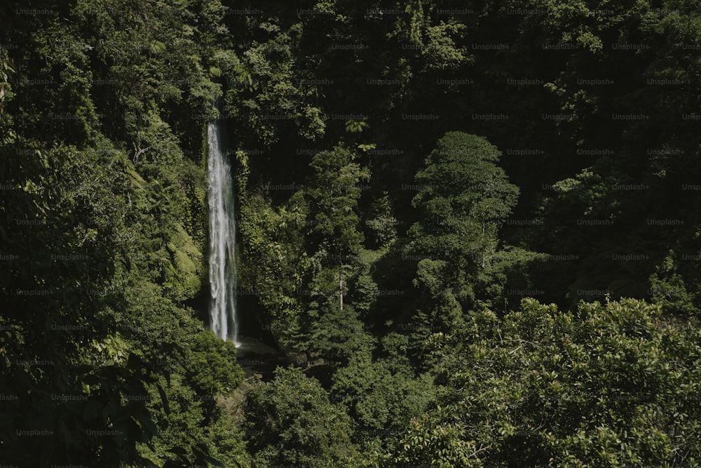 Une cascade au milieu d’une forêt