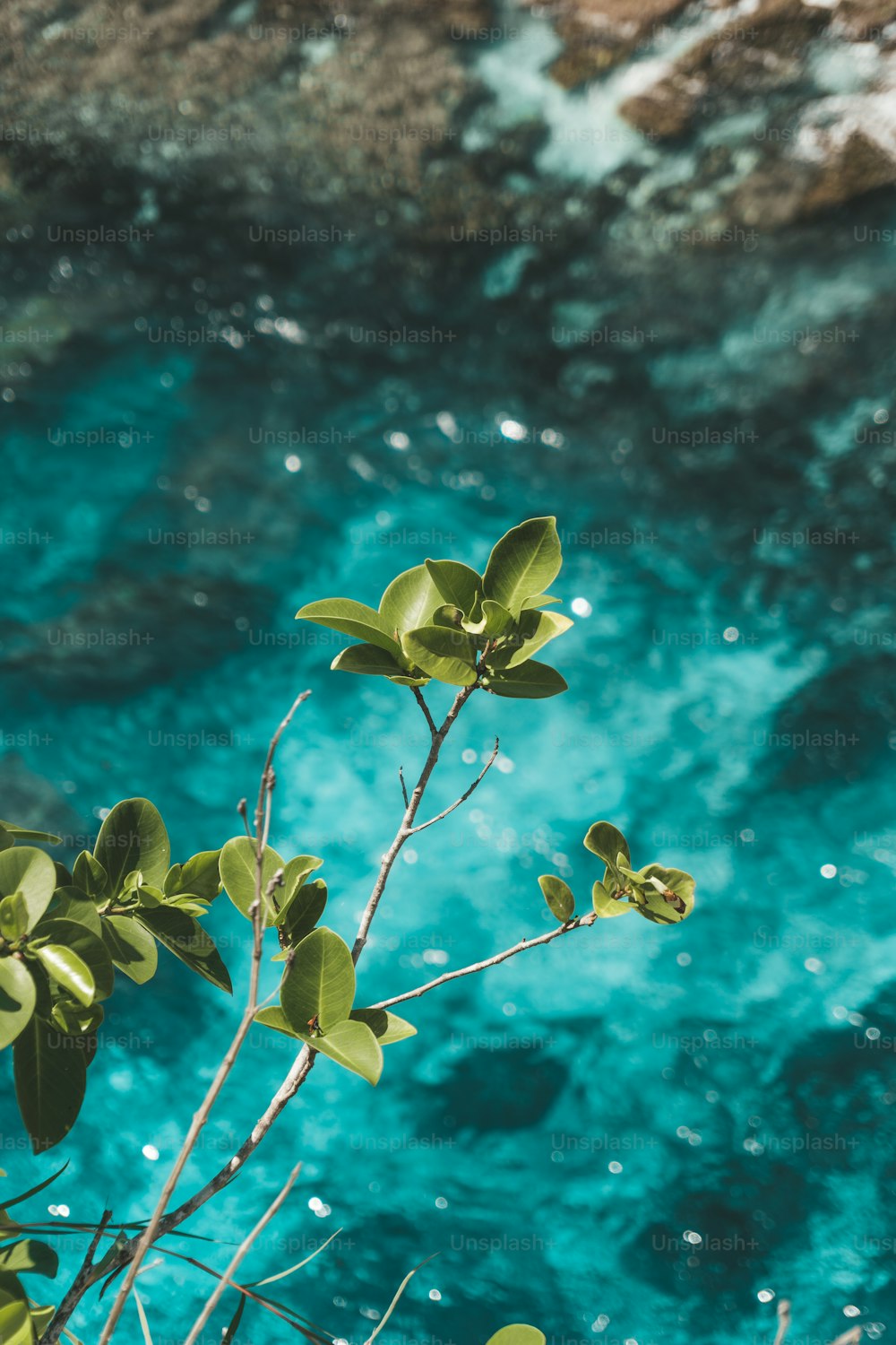 uma planta com folhas verdes ao lado de um corpo de água