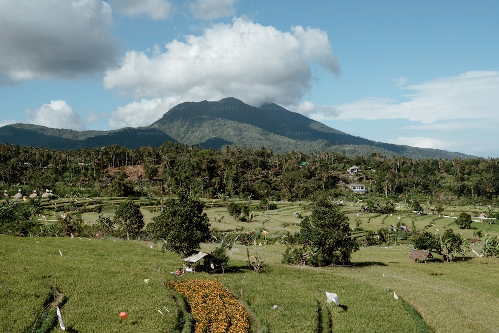 a lush green field with a mountain in the background