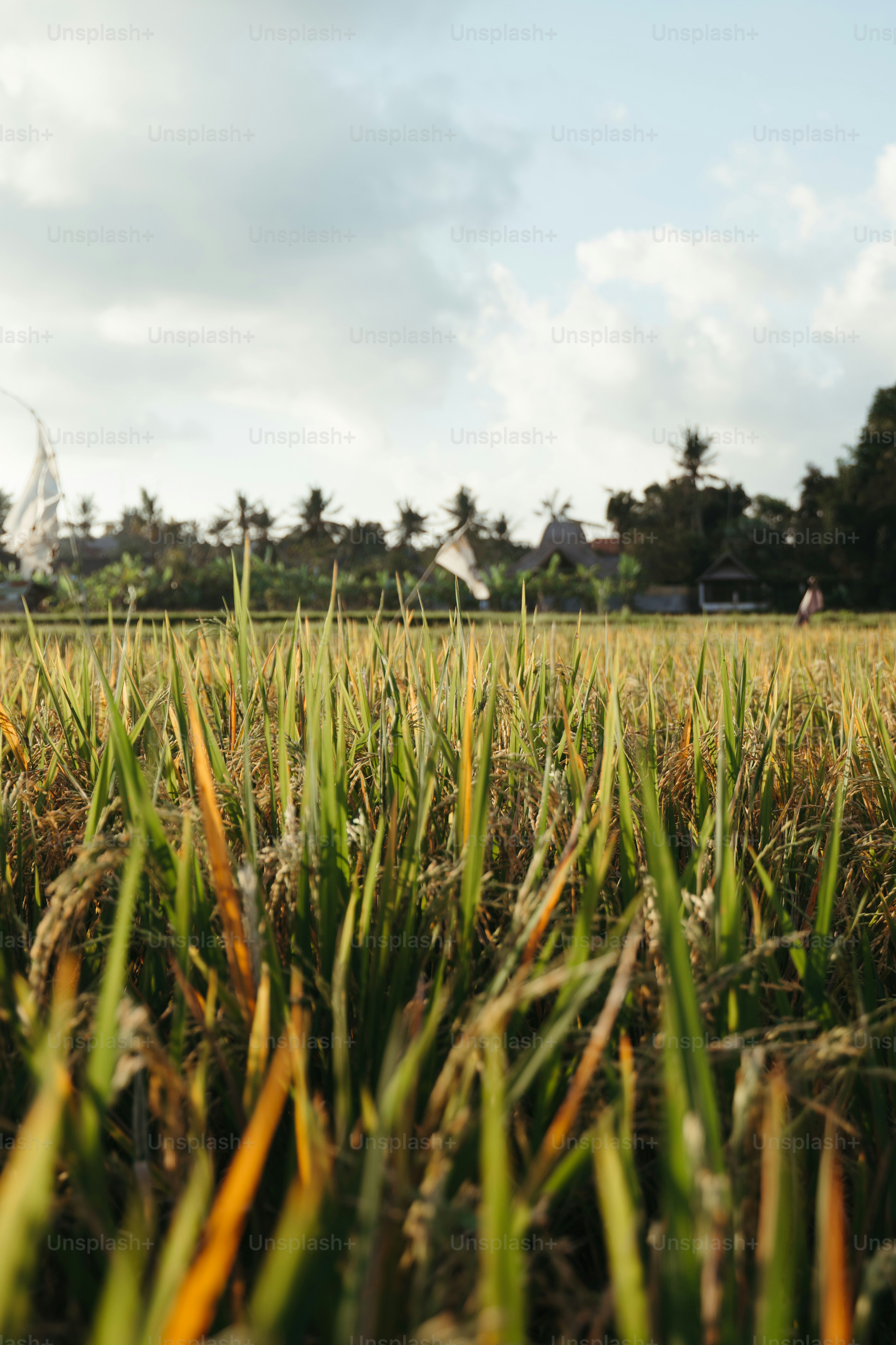 un campo erboso con un aquilone che vola nel cielo