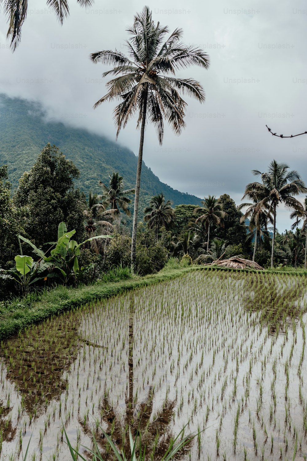 a rice field with palm trees and a mountain in the background